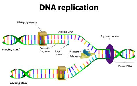 dna replication http www.youtube.com watch v onuspqg0jd0|dna replication stages explained.